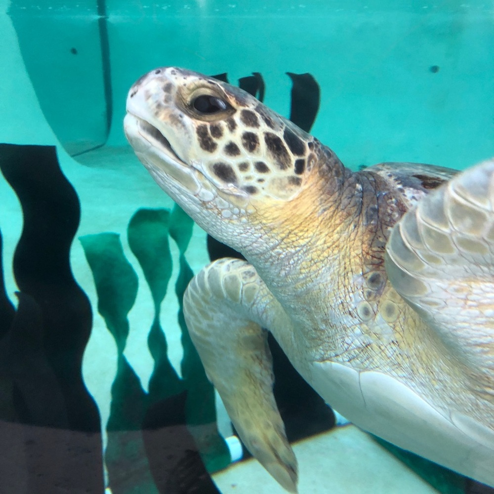 Meet your Posher, EMSA